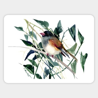 Cute Bird Dark Eyed Junco Sticker